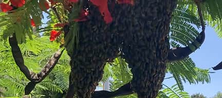 ¿Cómo cuidar a las abejas en la CDMX y Estado de México cuando hay un panal en casa o empresa?