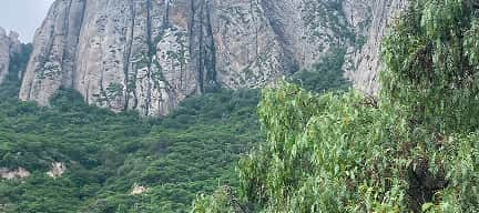 ¿Dónde llamar para retirar un panal de abejas en Querétaro?