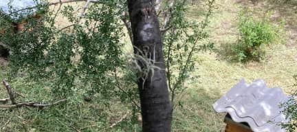 Matar abejas puede salirte caro: la Ley Apícola y la alternativa de la reubicación profesional en Mexico