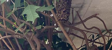 ¿Por qué es importante cuidar a las abejas en México?