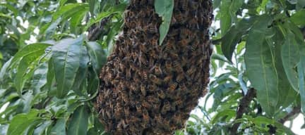 Por qué no matar abejas en México: marco legal y alternativas responsables