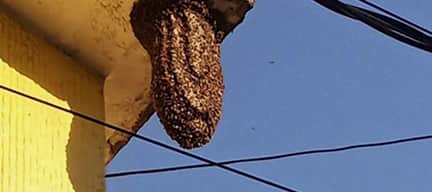¿Tienes un panal de abejas o avispas en tu propiedad? Esto es lo que debes hacer (y lo que no)
