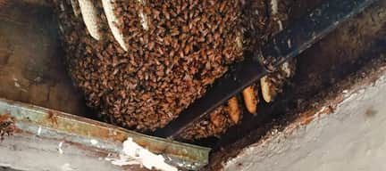 Necesitaban Quitar o reubicar abejas. Colmena próspera en invierno, gracias a los jardines y plantas de hogares en Jurica, Querétaro