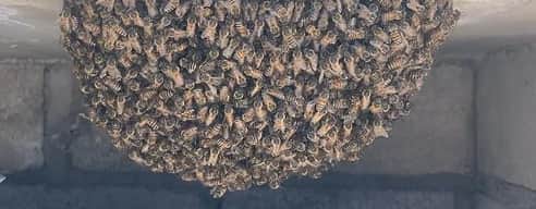 Retiro de enjambres: seguridad primero