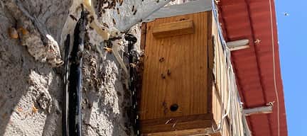 ¿Matar abejas dentro de paredes, estructuras e inmuebles inaccesibles? Es ilegal, mejor no te arriesgues. Servicio profesional de retiro y reubicación por medio de trampas para abejas en CDMX, Estado de México, Querétaro, Guanajuato, Puebla