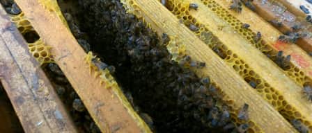 Rescate de abejas: un servicio especializado que sí tiene costo