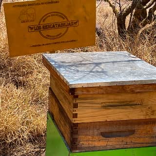 Para obtener mas información sobre como adoptar una colmena, visita la sección "Adopta una Colmena" o escribenos un mensaje